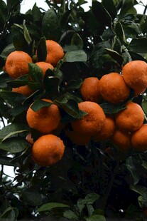 树上挂满饱满的橙色橘子