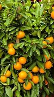 挂满枝头的饱满橙色果实