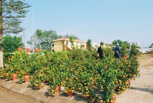 果园种植场景