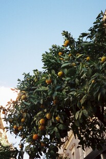 枝头挂满金黄芒果