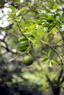 枝头青果 