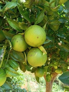 枝头青柠 
