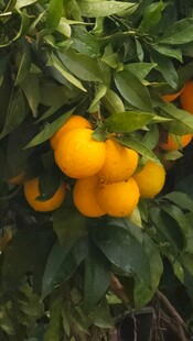枝头饱满的新鲜橘子