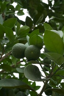 枝头青果
