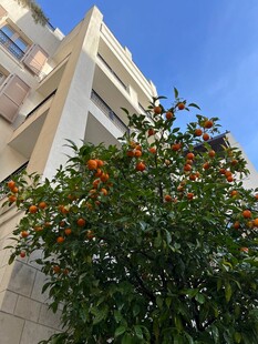 橙子树