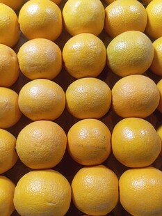 金黄饱满的圆润橙子