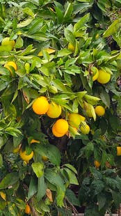 枝头挂满金黄柑橘