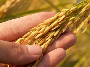 手捧金黄饱满的成熟稻谷