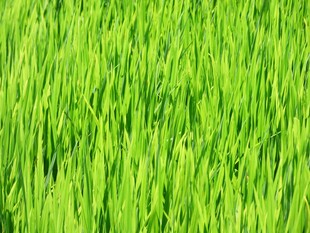 翠绿稻田