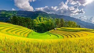 美丽梯田风光