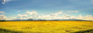 金黄麦田蓝天白云美景