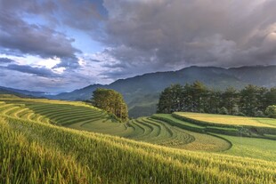 田园风光中的美丽田野