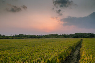 夕阳下的金黄稻田美景