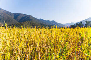 金黄稻田与远山美景