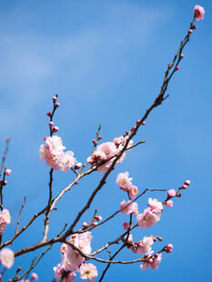 蓝天映衬下的粉嫩桃花枝