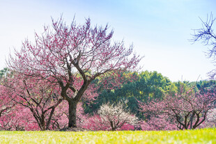 春日烂漫桃花林