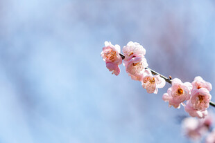 枝头粉嫩桃花绽放