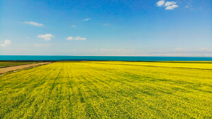 金黄油菜花海