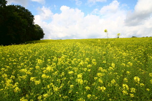 金黄油菜花田