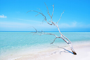 海滩孤枝