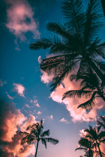 夕阳下的棕榈树美景