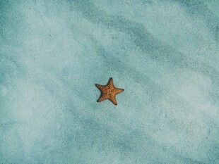 大海沙滩上的海星