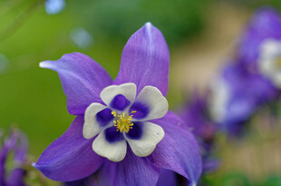 紫色耧斗菜花特写
