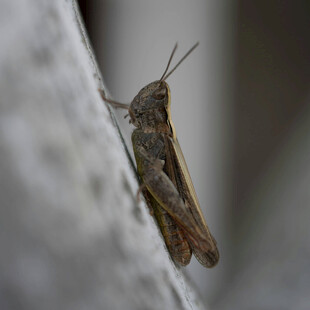 墙边的褐色蚂蚱