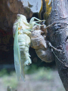 蝉的蜕变瞬间