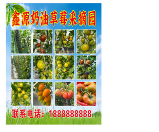 农场采摘优质奶油草莓采摘园  