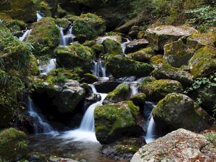 山间青苔溪流美景