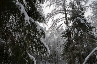 雪覆森林的静谧冬日景象