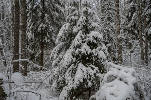 雪覆森林中的挺拔树木