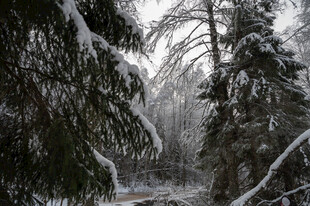 冬日雪覆森林静谧美景
