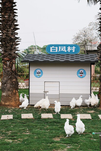 户外白色鸡舍前的群鸡