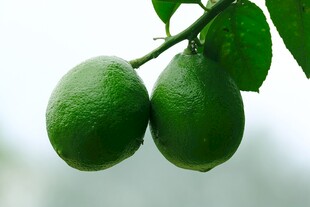 枝头双青柠