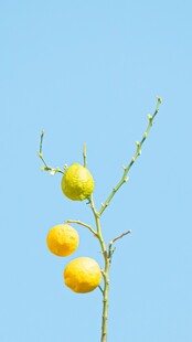 枝头黄柠檬