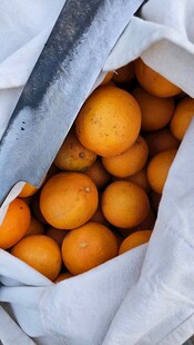 袋装饱满橙子