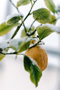 雪覆柠檬枝 
