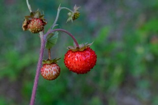 野外成熟的红色野草莓