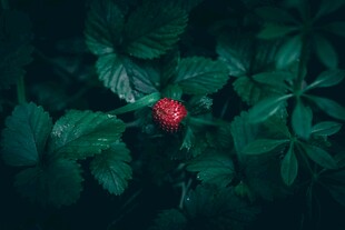 绿叶丛中一颗红果