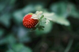一颗鲜红欲滴的野生草莓