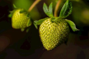 未成熟的绿色草莓果实