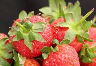 新鲜饱满的草莓果实
