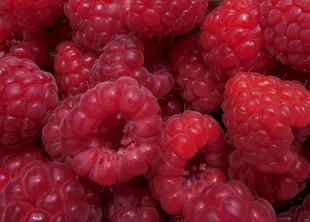 新鲜饱满的树莓果实