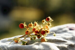 枝头红果伴黄花