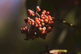 枝头红果 