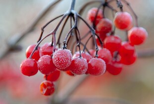 霜覆红果枝头美