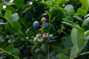 枝头饱满的蓝莓果实
