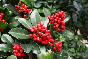 红果绿叶植物特写
